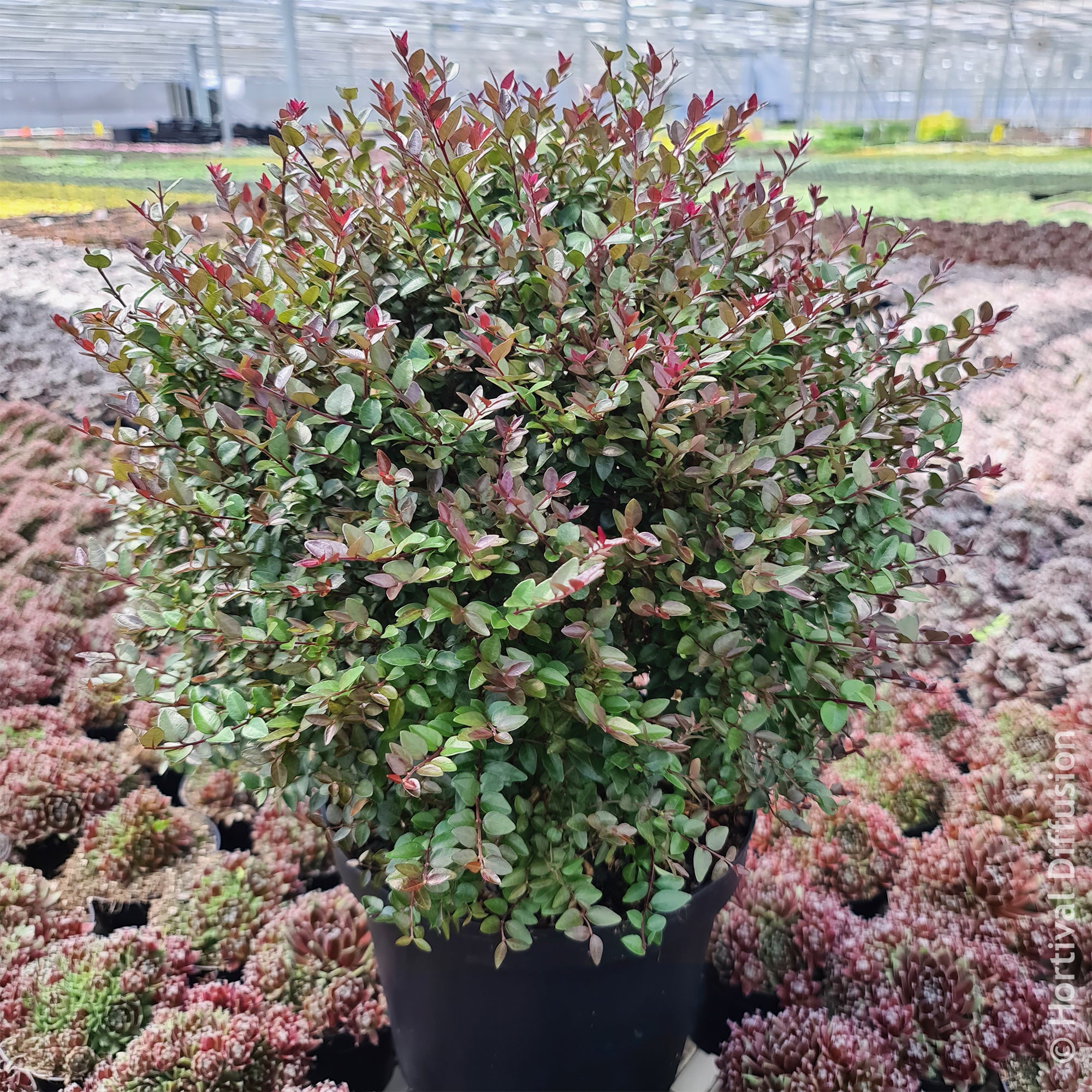 Bakker Chèvrefeuille Purple Storm arbustif persistant pot 4.5L violet