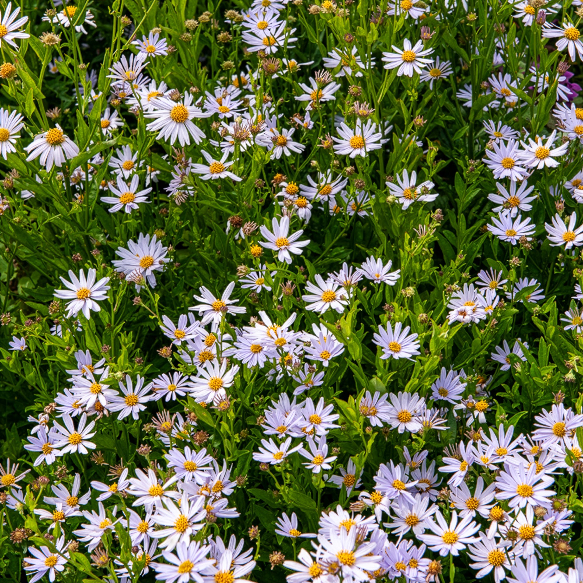 Bakker Kaliméris vivace blanche pot 8cm