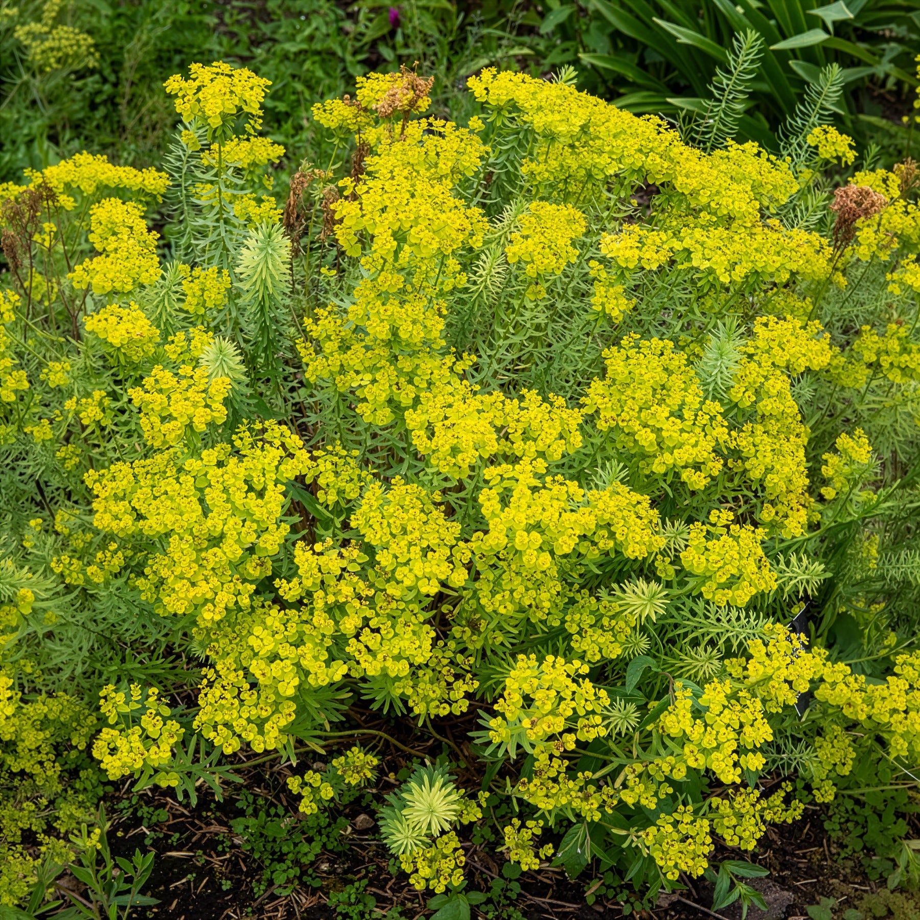 Bakker Euphorbe de Sibérie plante vivace pot Ø 9 cm fleur verte