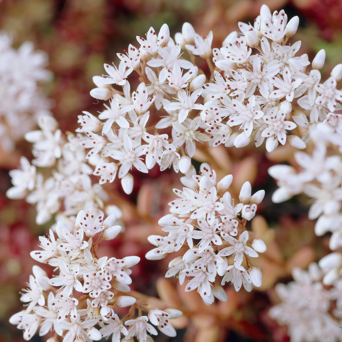 Bakker Plantes vivaces Coral Carpet sedum couvre-sol pot 9cm