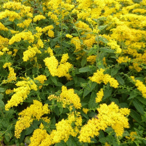 Bakker Solidago rugosa vivace pot 9cm jaune verge d'or