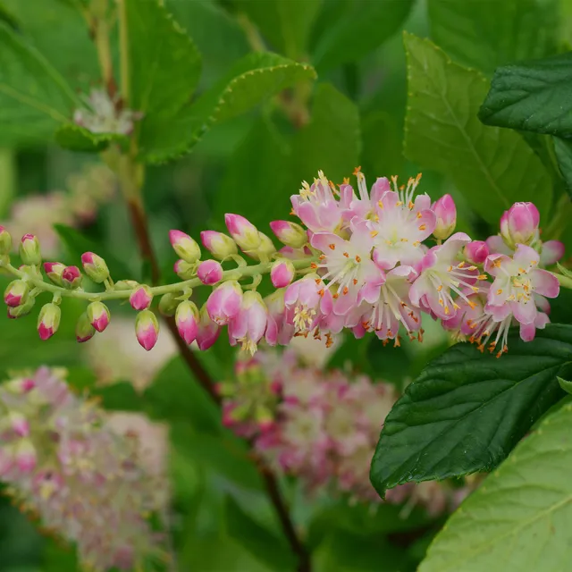 Bakker Clethra Flèche rose arbuste pot Ø 9cm rose parfumé