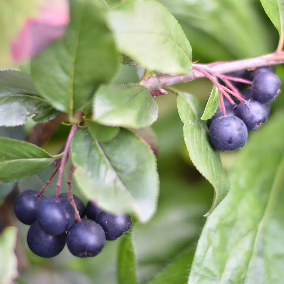 Bakker Aronia prunifolia Nero arbuste pot 3L 50-60cm rustique