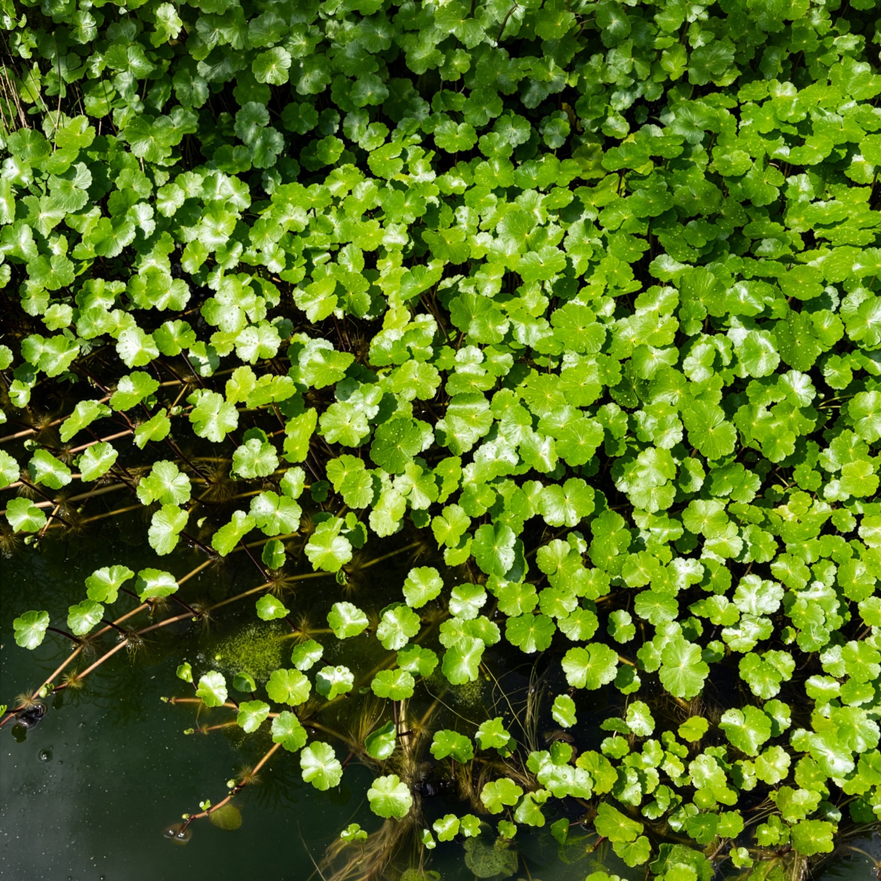 Bakker Extérieur Écuelle d'eau Herbe patagons pot 9cm