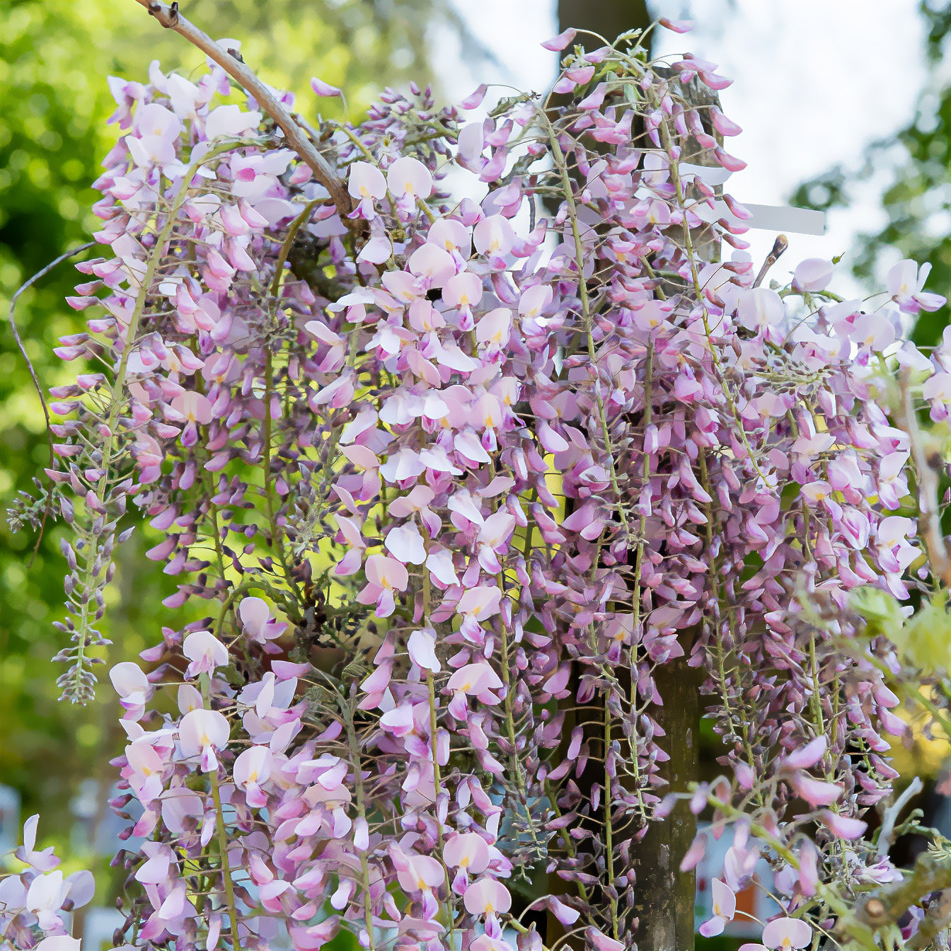 Bakker Glycine Japon Honbeni pot 1,5L rose parfumée