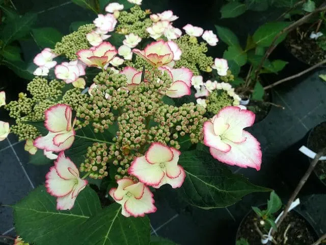 Hydrangea macrophylla Love You Kiss hortensia fleurs plates godet