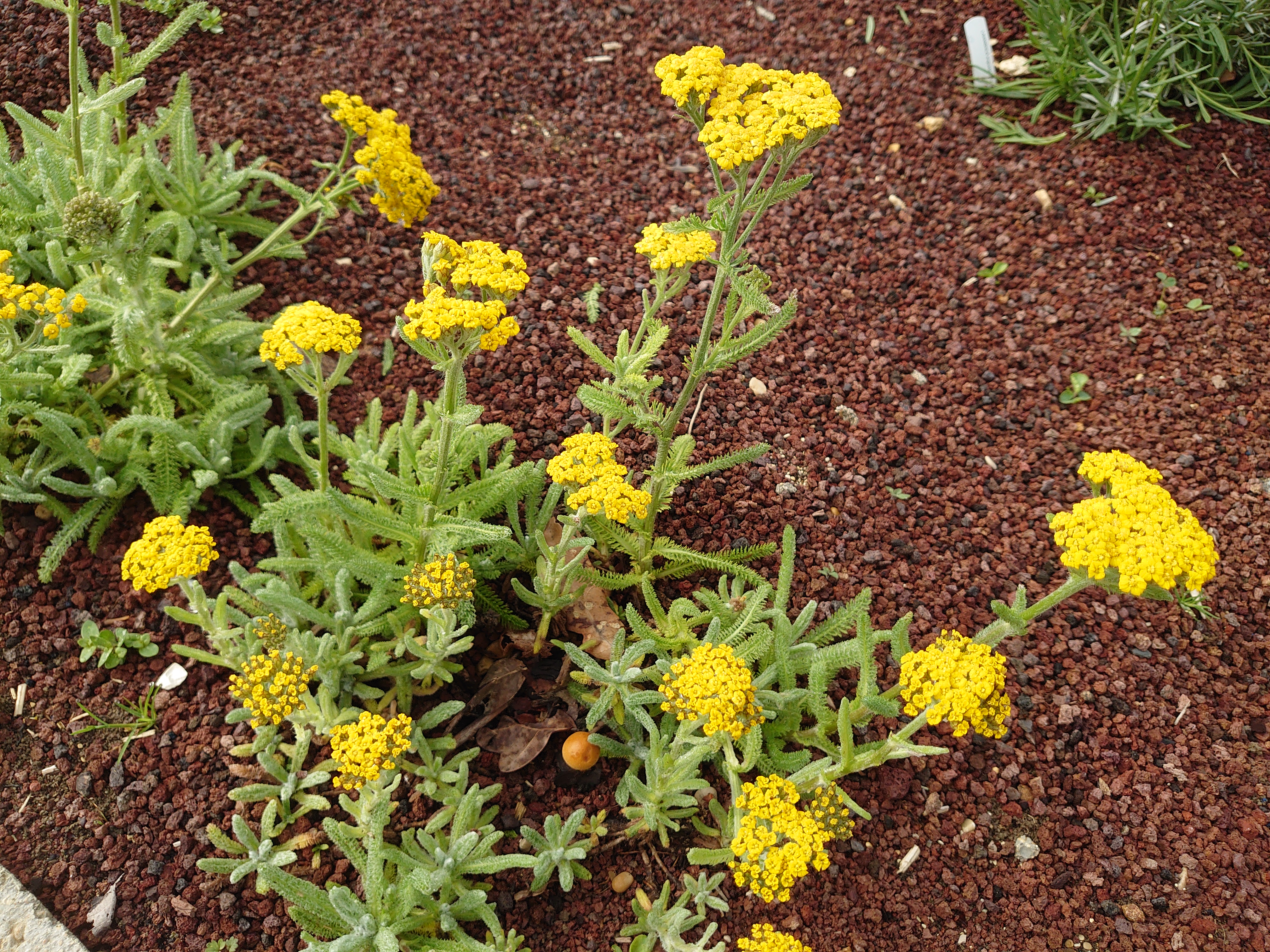 Passion Vivaces Achillea tomentosa Aurea achillée plante vivace jaune