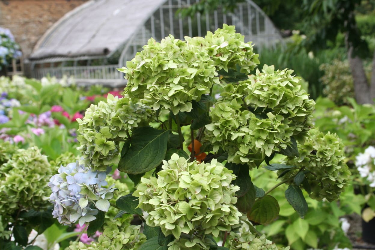 Les Hortensias du Haut Bois Bouquet bleu hortensia bleu godet