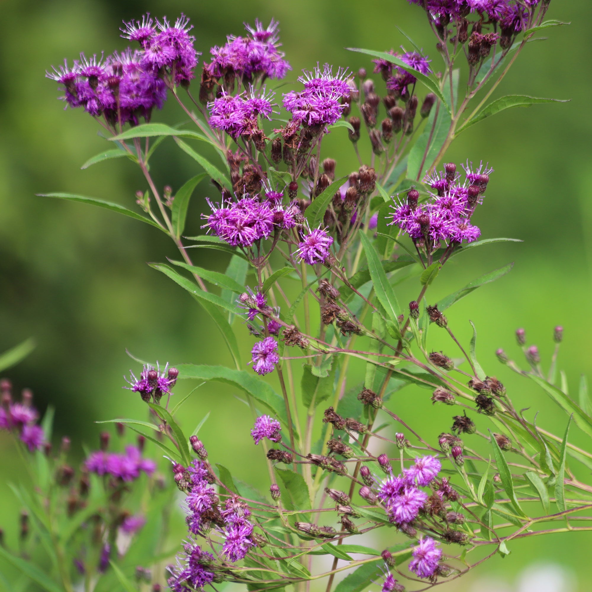 Bakker Vernonie Mammuth vivace violette pot Ø 9cm