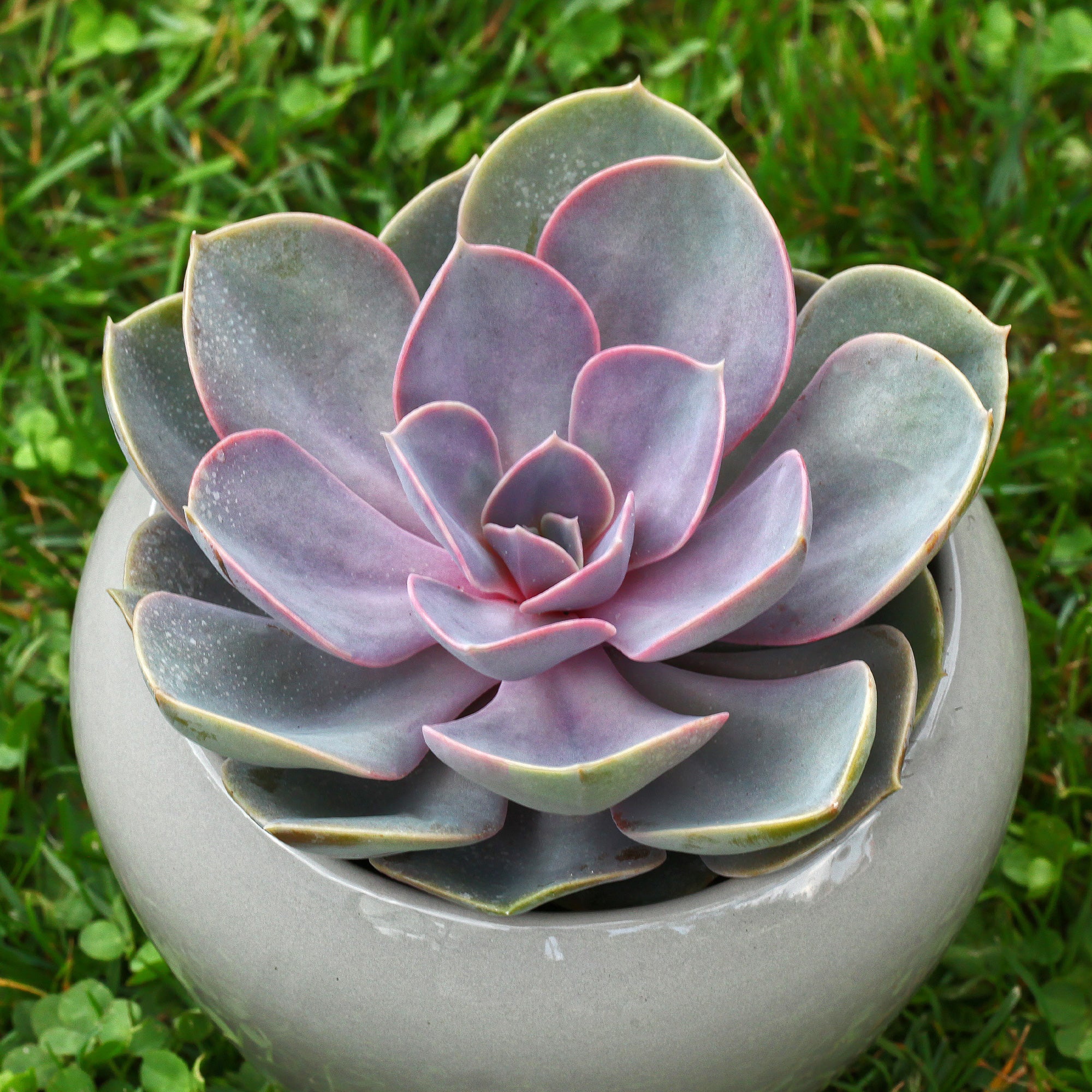 Bakker Echeveria Pearl von Nuernberg grasse pot 12cm rose