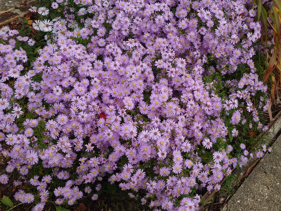Passion Vivaces Aster turbinellus Leaflet godet rose 40mm