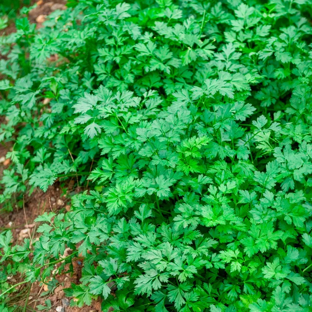 Bakker Potager et Graines Persil Géant d'Italie sachet 5g plat parfumé