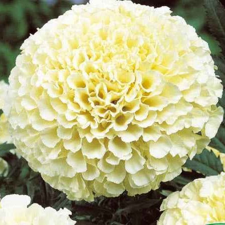 Bakker Oeillet d'Inde Eskimo F1 graine sachet 0,4g fleur blanche