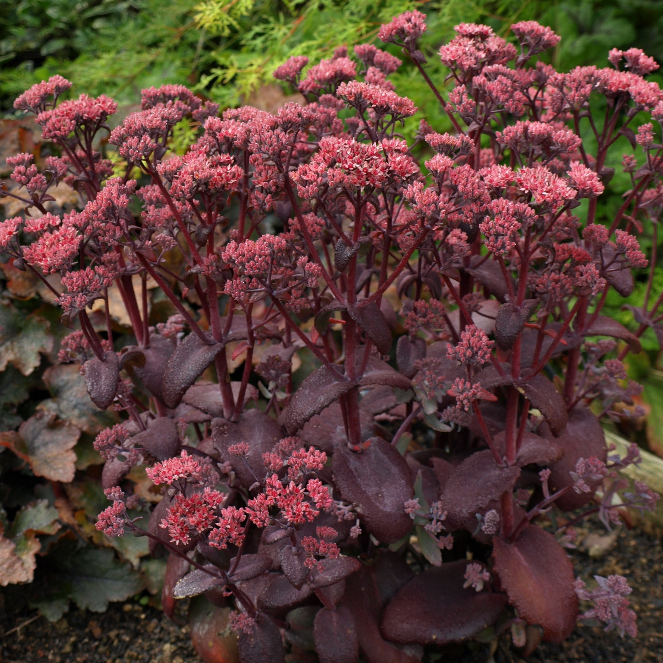 Passion Vivaces Sedum Black Beauty plante vivace pot 1L pourpre