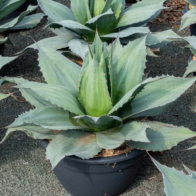 Bakker Agave ovatifolia Vanzie vivace pot Ø9cm bleu rustique