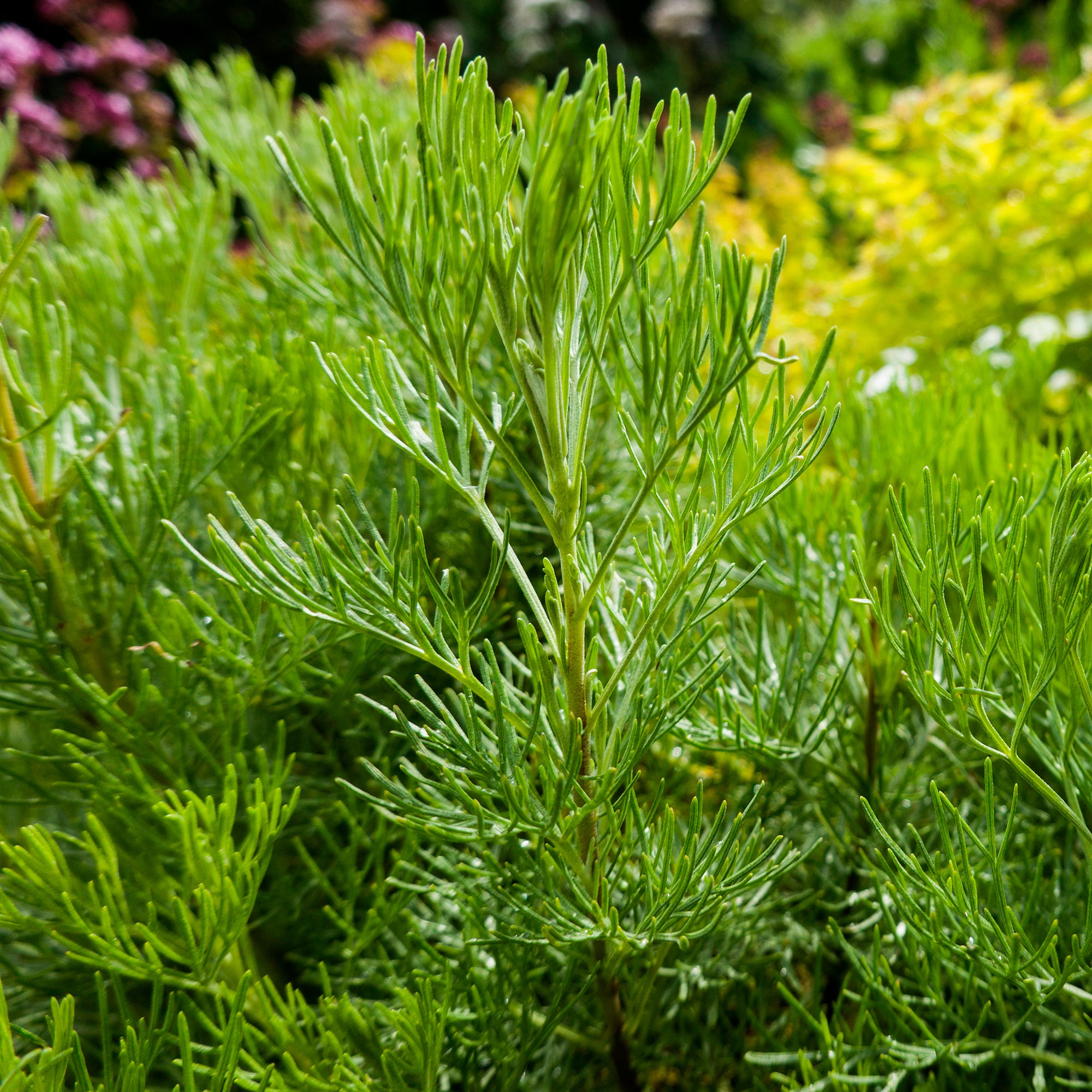 Bakker Armoise Aurone citronnelle vivace pot Ø 9cm