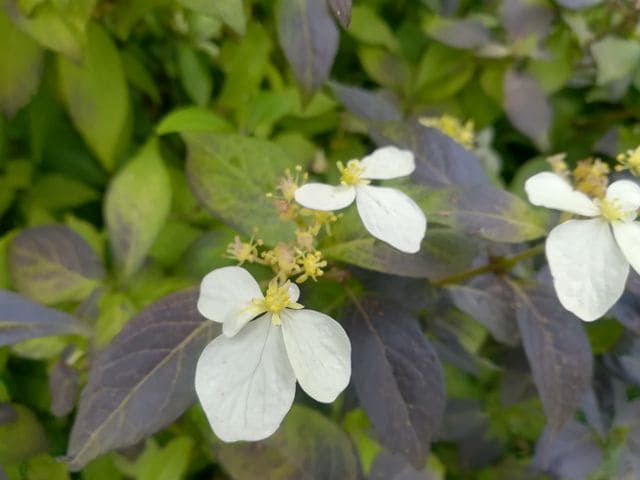 Les Hortensias du Haut Bois Fragrant Splash hortensia parfumé panaché