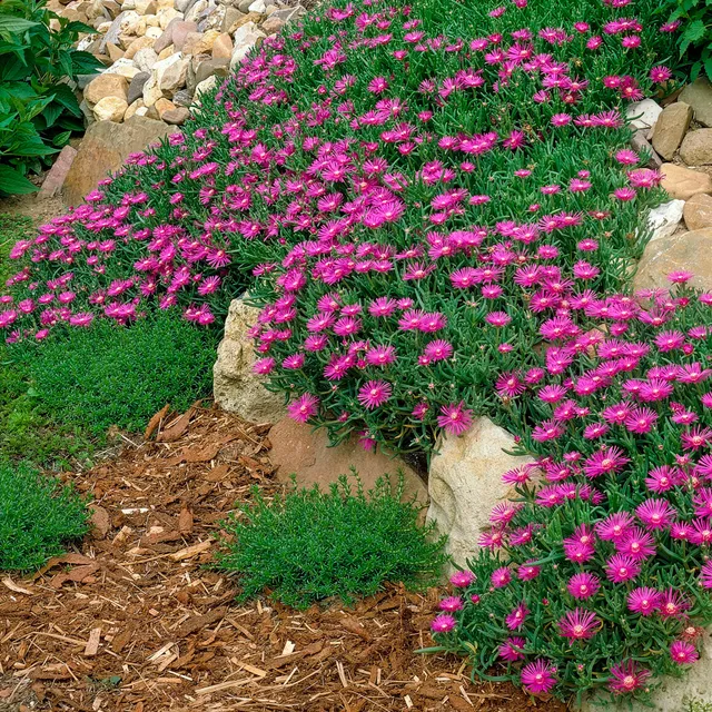 Bakker Delosperma de Cooper vivace fuchsia pot Ø 9cm