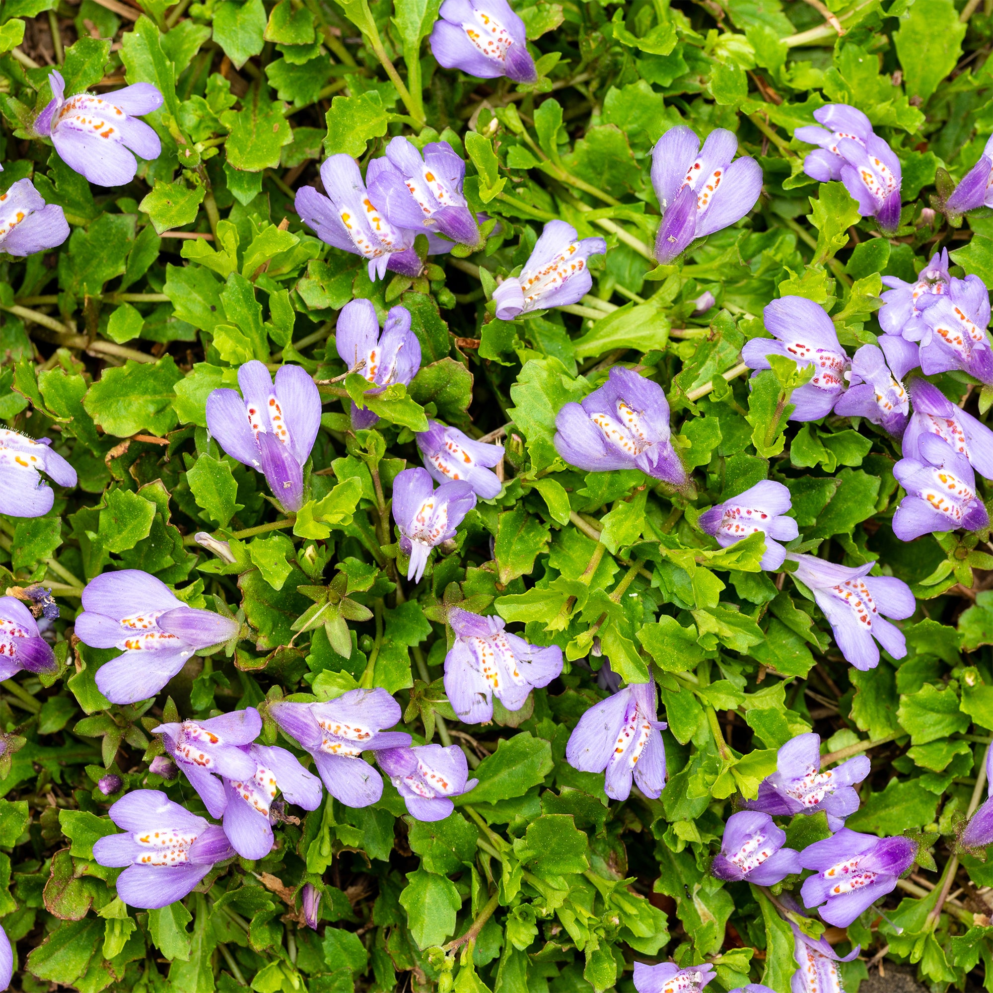 Bakker Mazus reptans Blue plante de bassin pot Ø 9cm fleurs bleues