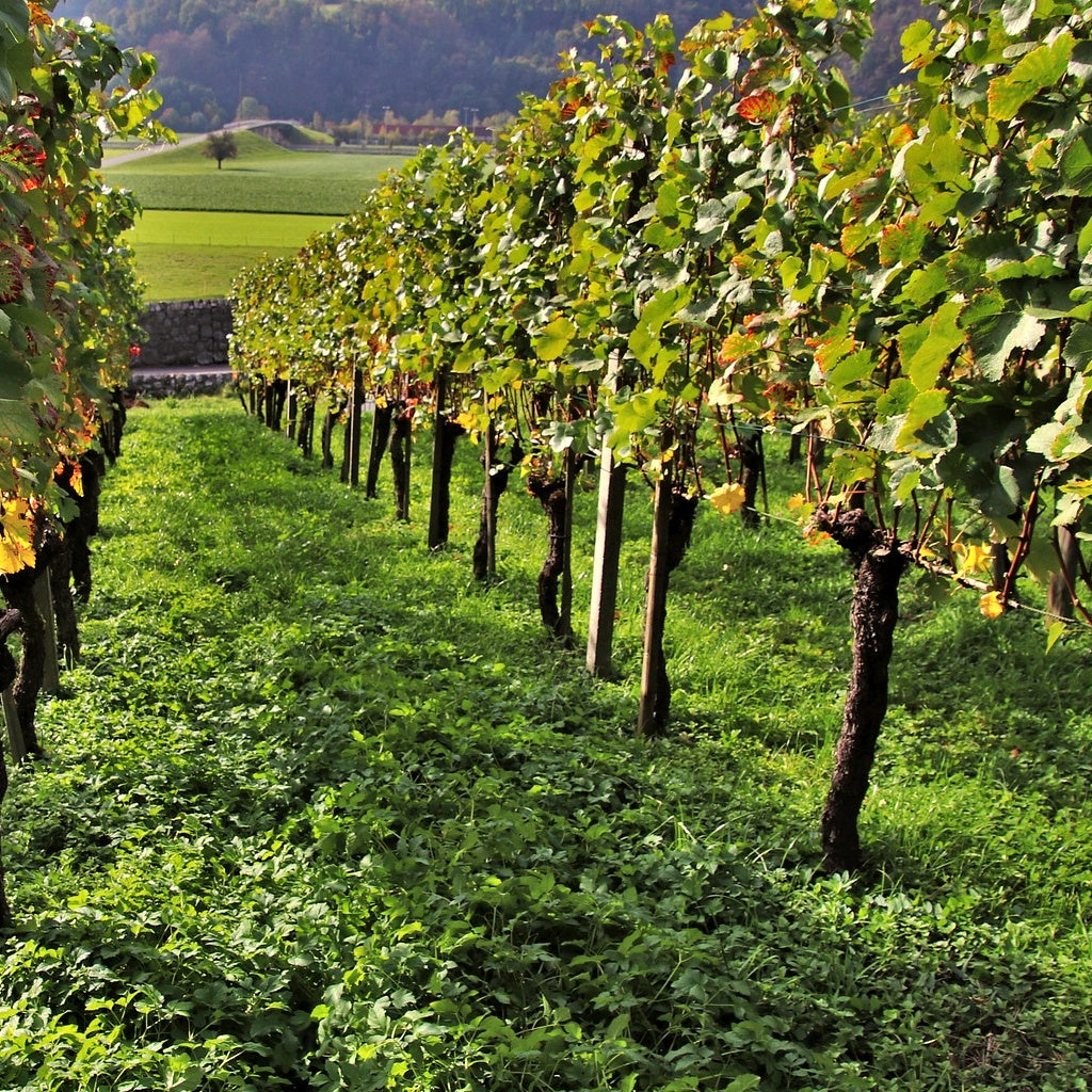 Bakker Vigne Vitis Vinifera lot 3 mottes 20-40cm