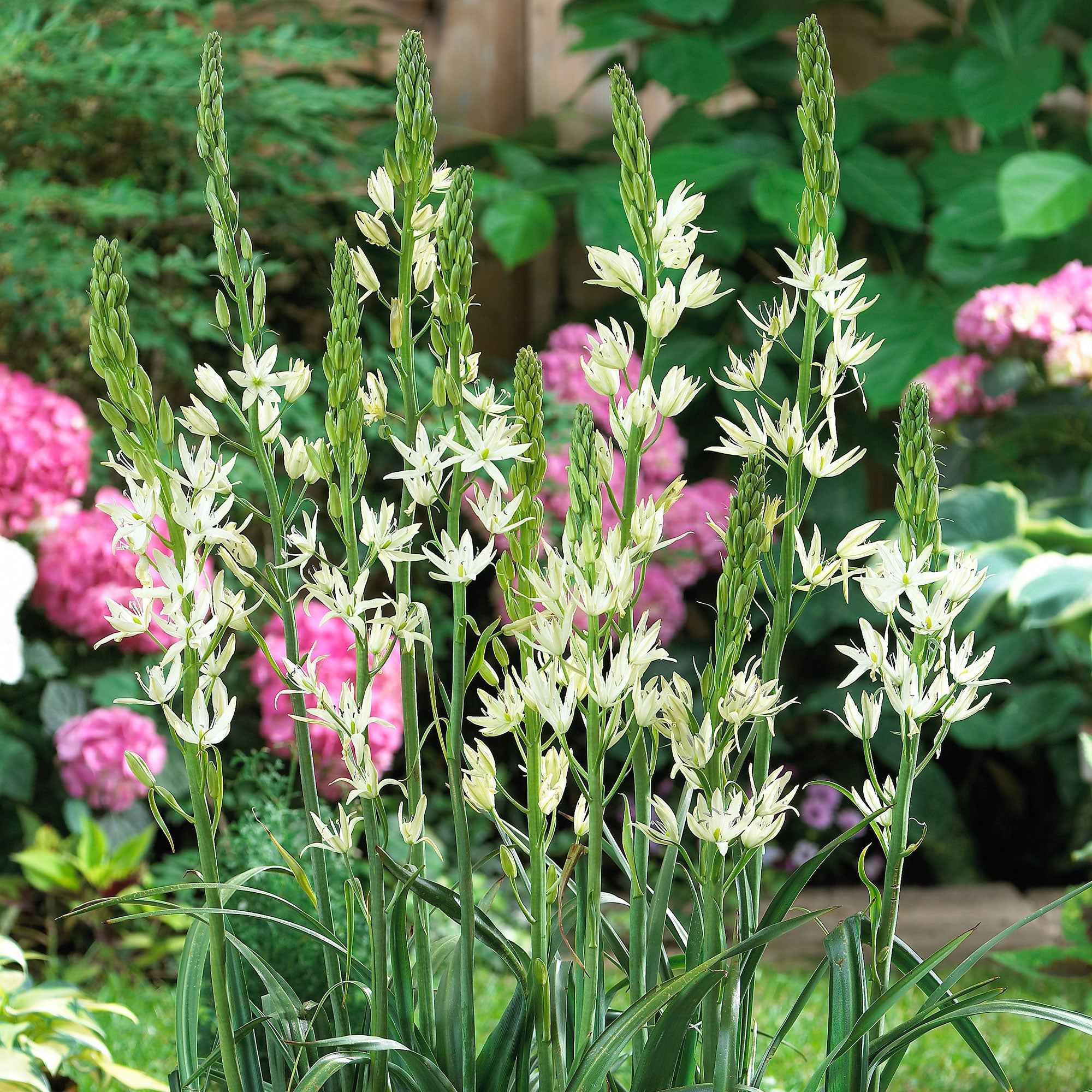 Bakker Camassia Alba bulbes à fleurs x3 blanc mai-juin
