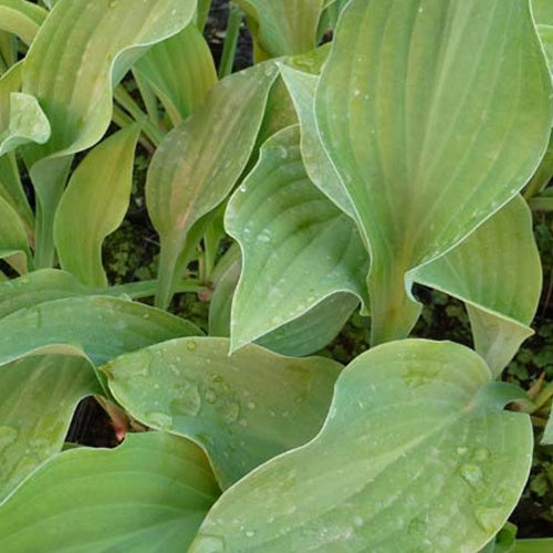 Bakker Hosta Krossa Regal plante vivace pot 9cm ombre