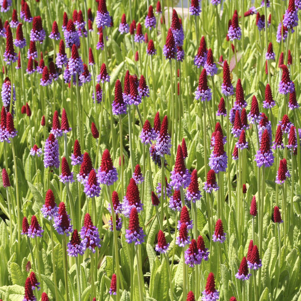 Bakker Primula vialii primevère des marais pot Ø 9cm violet
