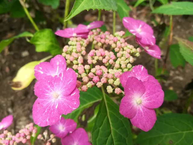 Les Hortensias du Haut Bois Hoi no oshi hortensia serrata