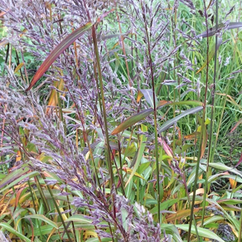 Bakker Spodiopogon sibiricus graminée pot 9 cm automne