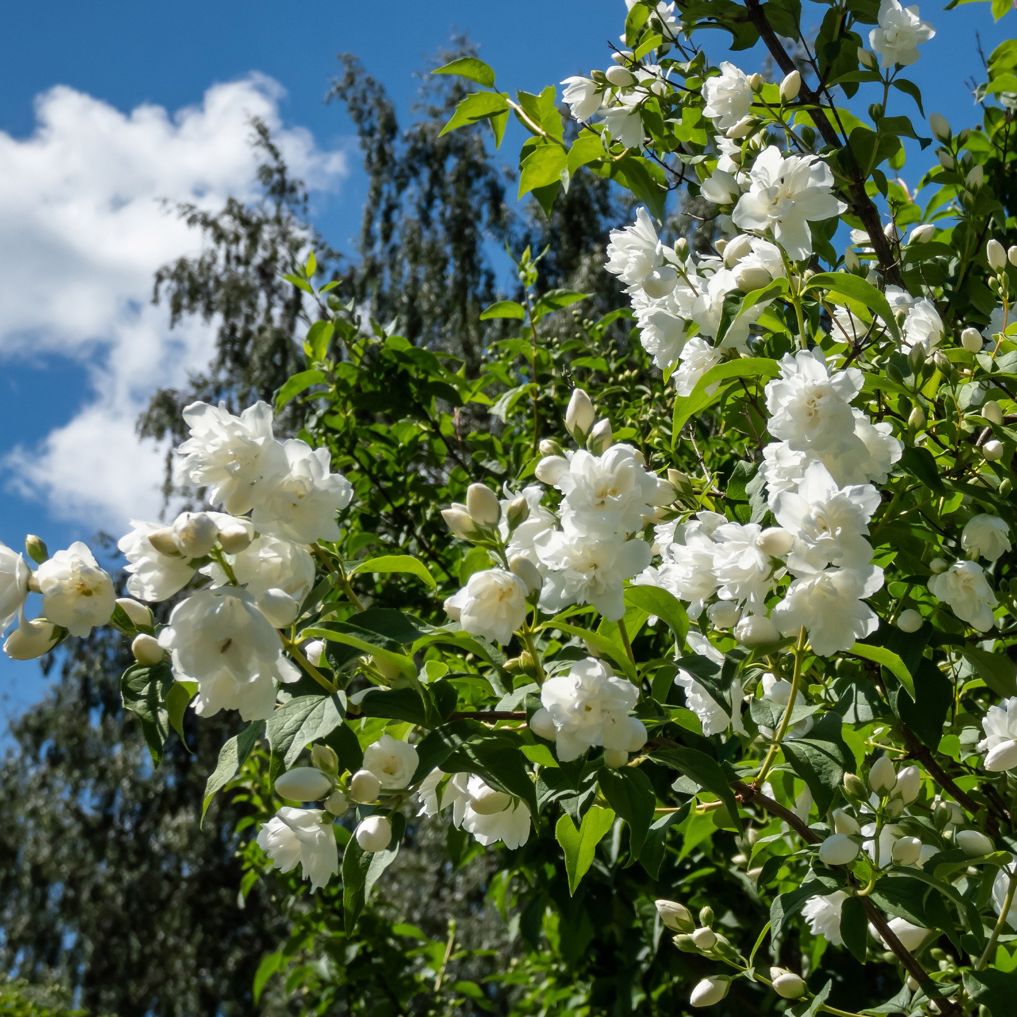 Bakker Haie Fleurie Parfumée 12 arbustes 15-20cm floraison 8 mois