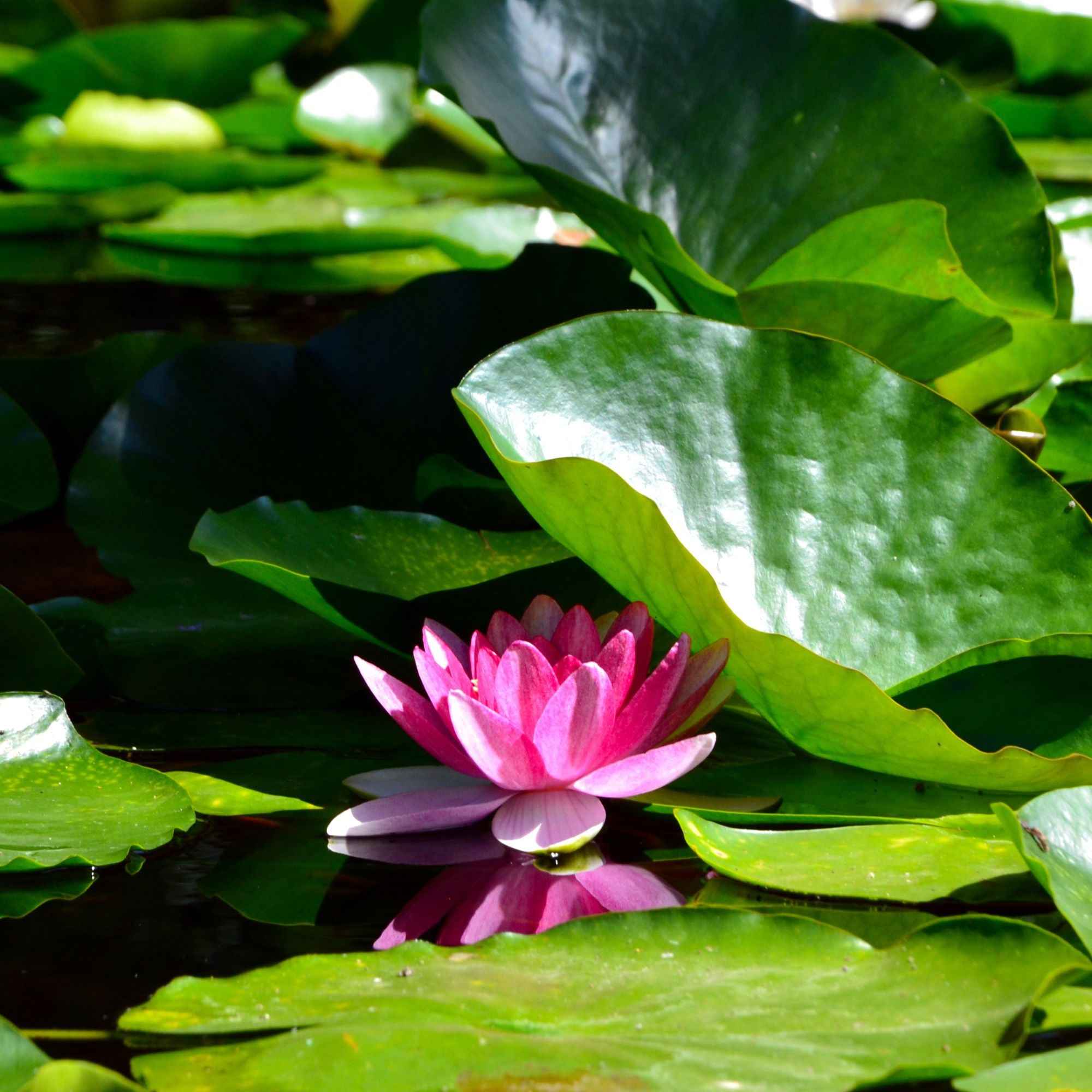 Bakker Nénuphar James Brydon plante de bassin pot Ø 11 cm rose