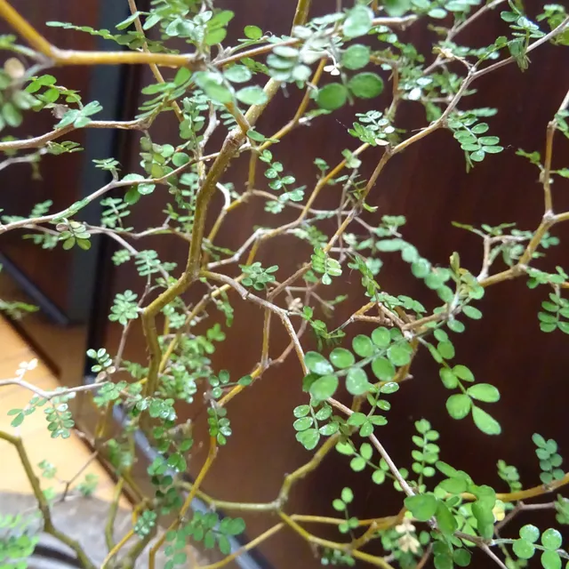 Bakker Sophora prostrata Little Baby arbuste pot Ø12cm fleur jaune