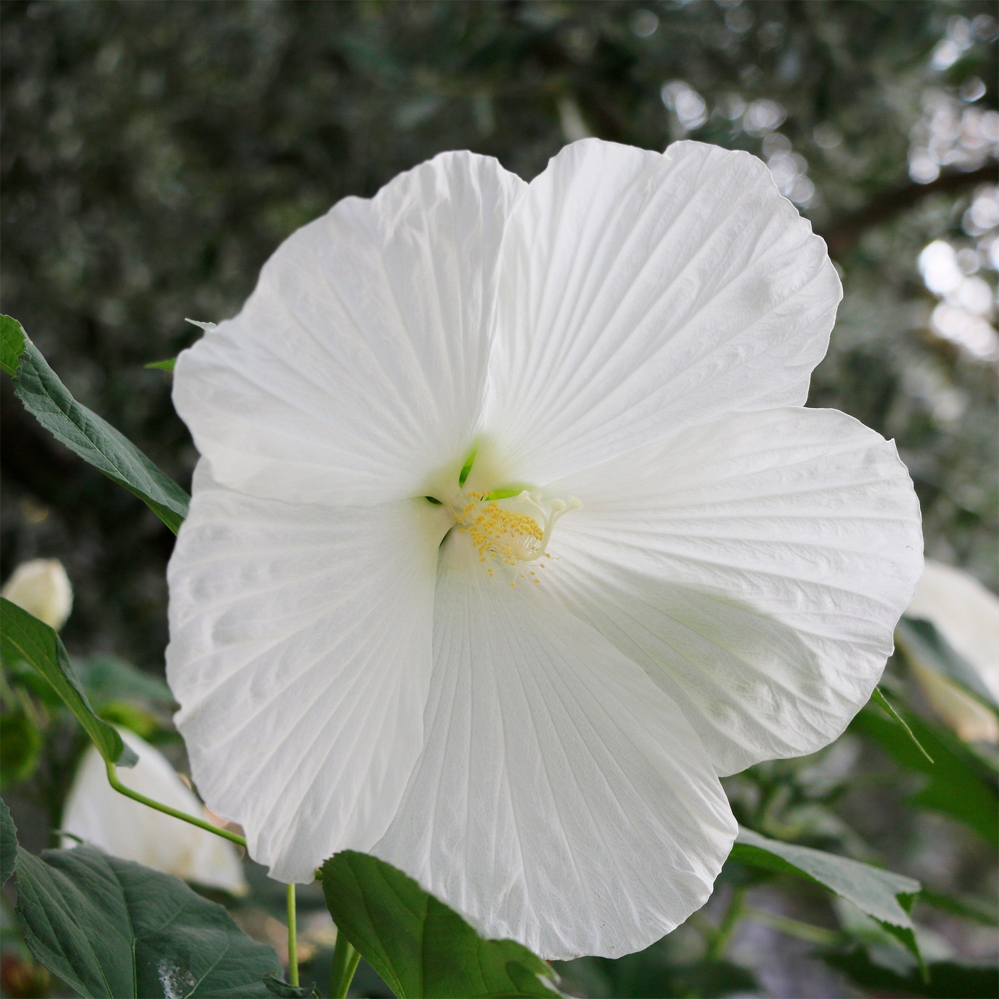 Bakker Hibiscus marais Extreme Pure White pot Ø 10 cm blanc