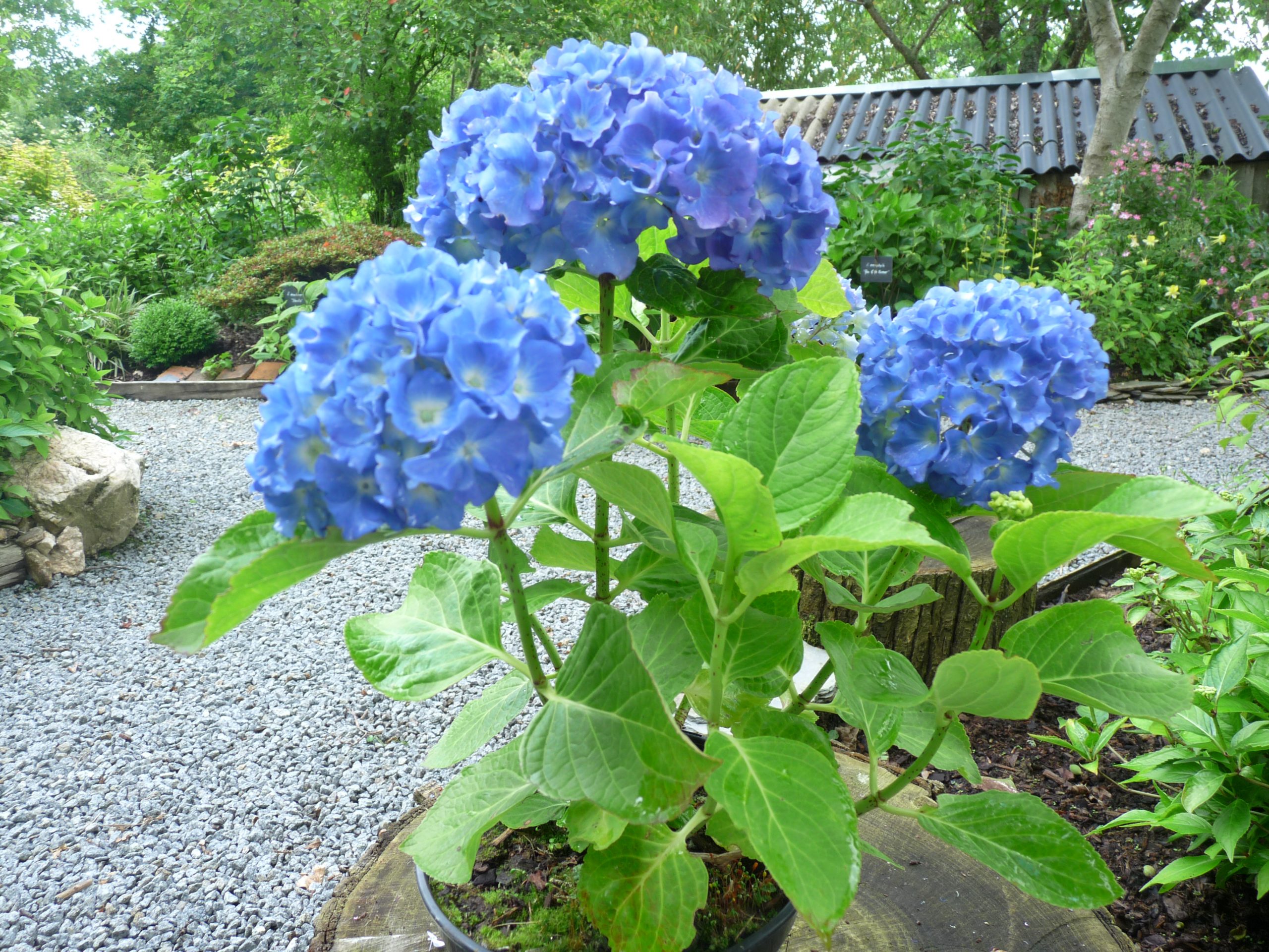 Les Hortensias du Haut Bois Souvenir du Haut-Bois hortensia boule godet