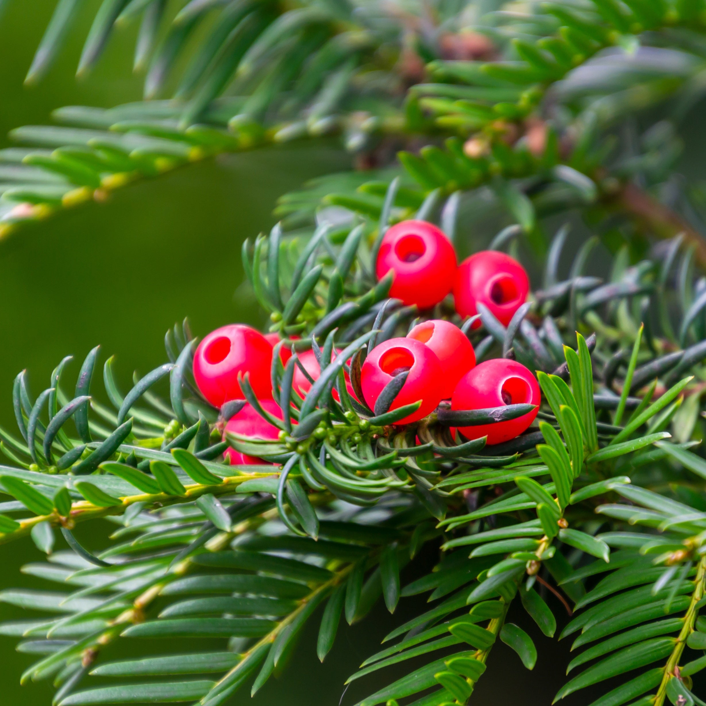 Bakker If commun Taxus baccata pot Ø 11cm haie persistante