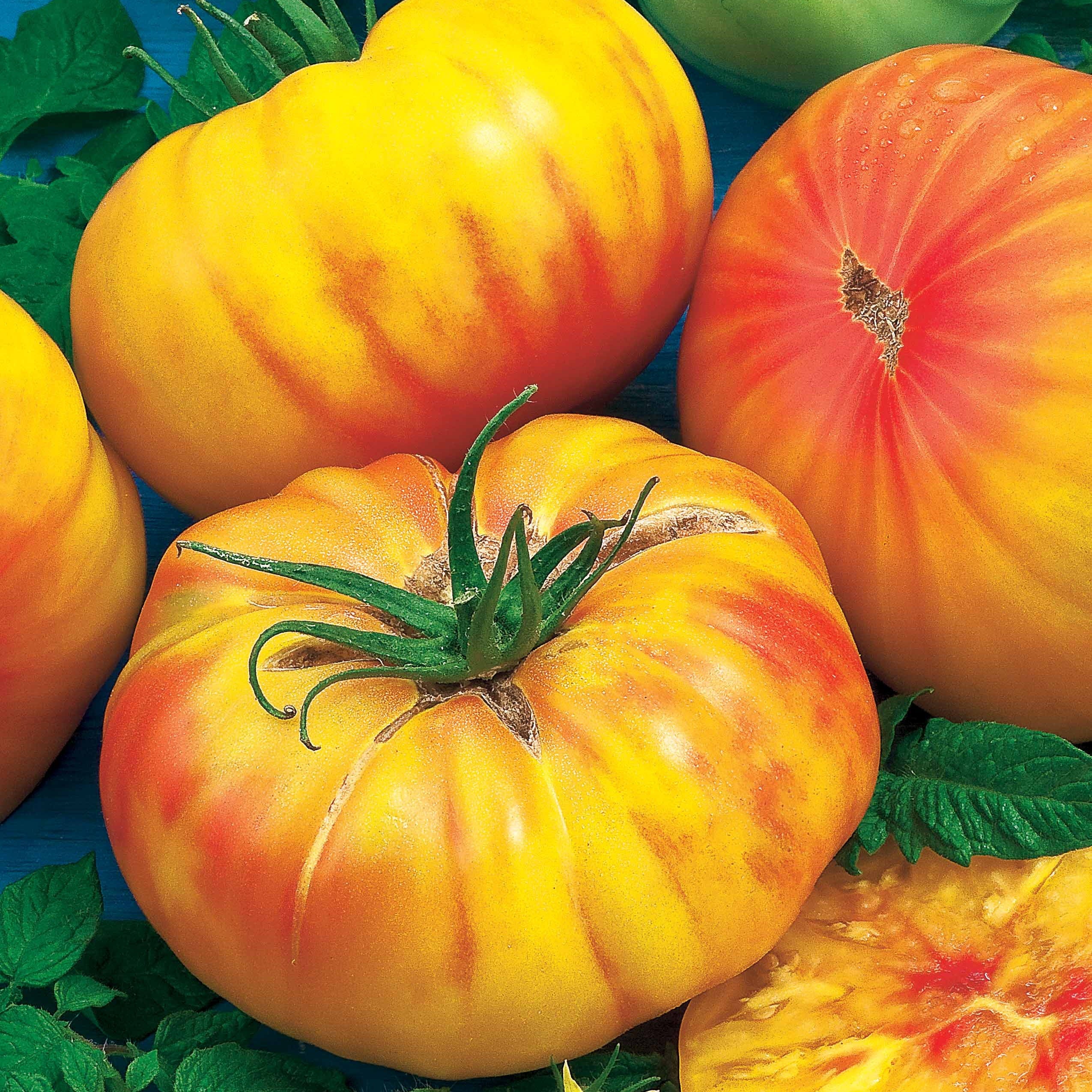 Bakker Tomate Ananas collection jaune sachet 0,2g 60 graines