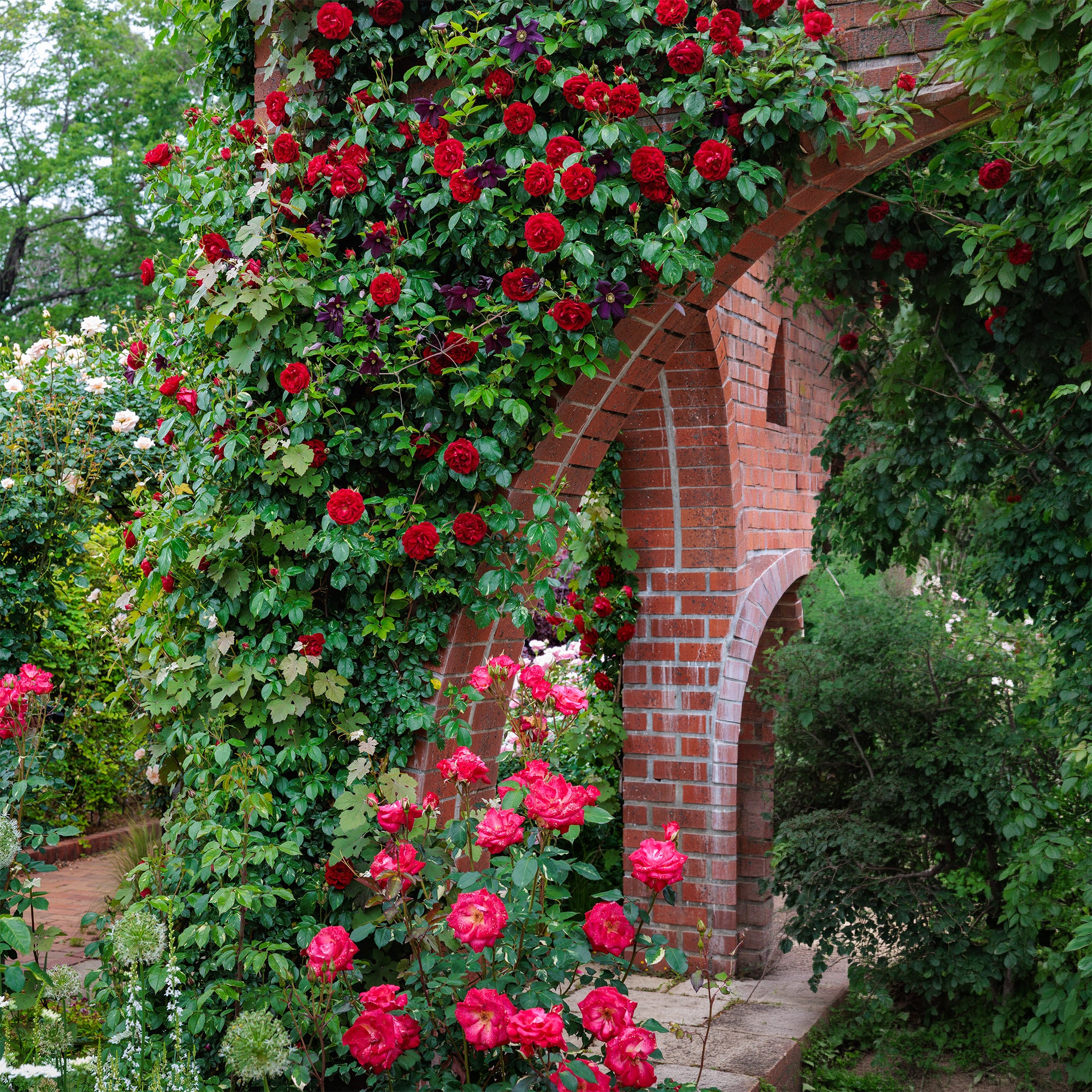 Bakker Rosier Sympathie grimpant racine nue 3+ branches rouge ADR