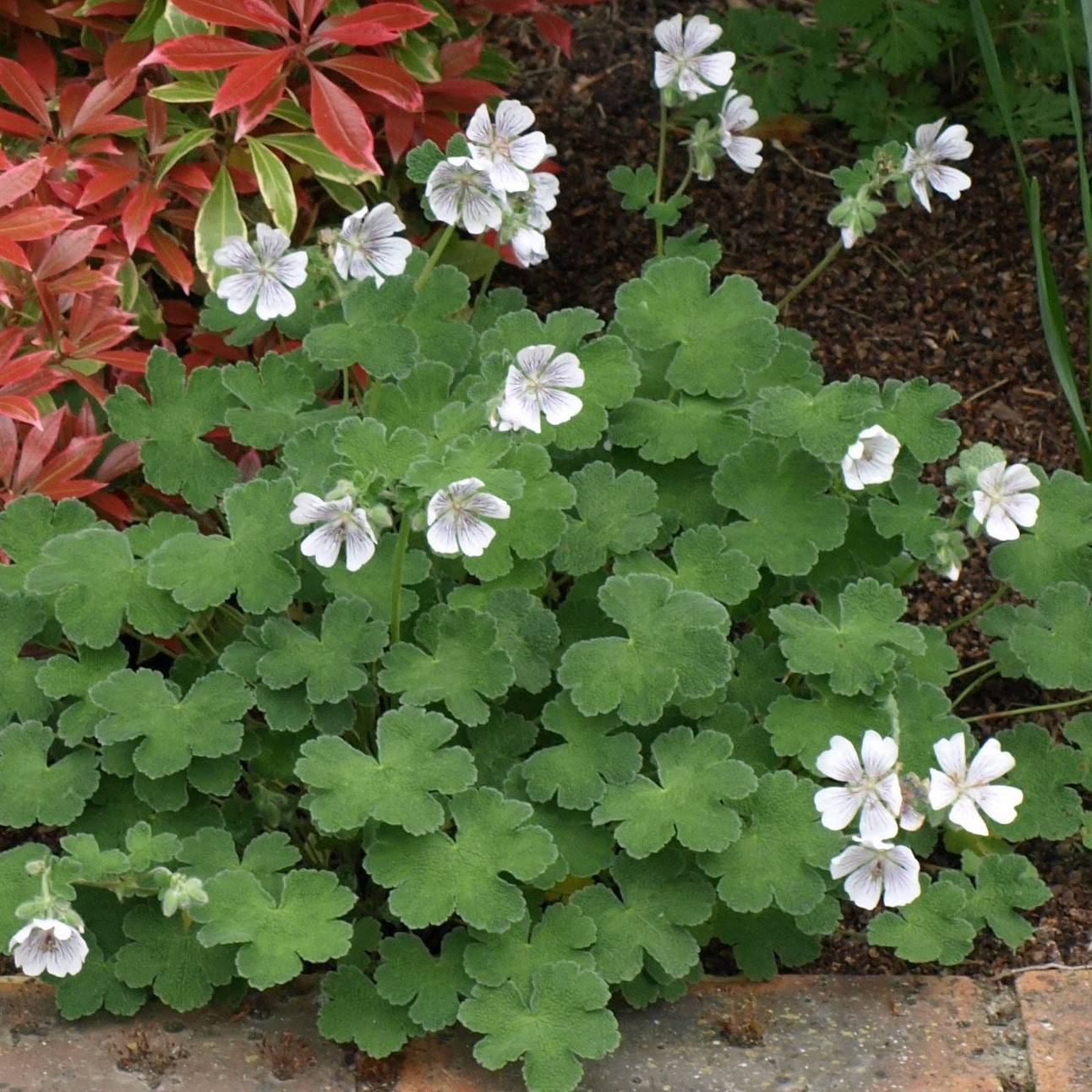 Passion Vivaces Geranium renardii vivace blanche sol sec pot 1L