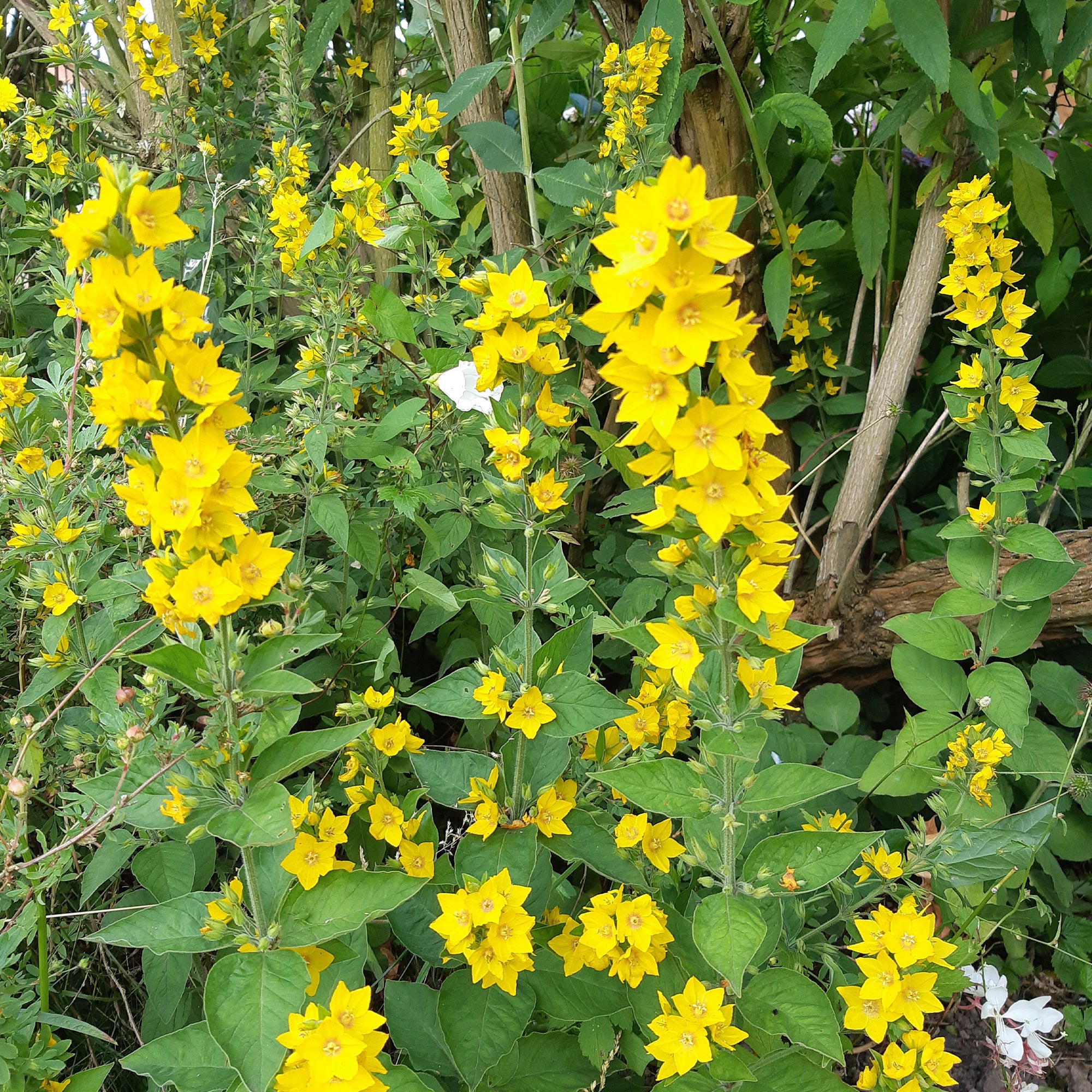 Bakker Plantes vivaces Lysimaque ponctuée pot Ø 9cm jaune