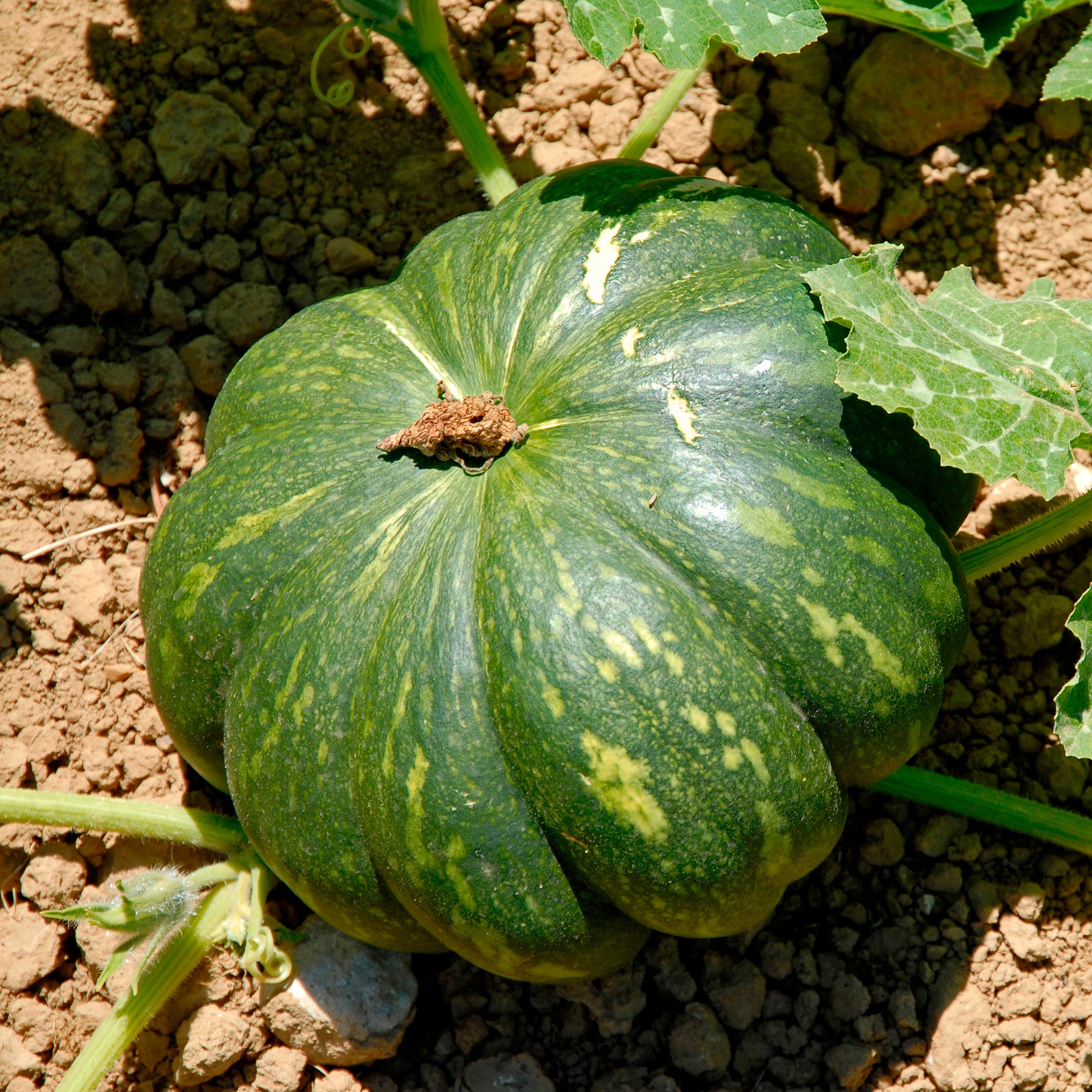 Bakker Courge Musquée de Provence plante potagère 3 pots Ø10,5cm
