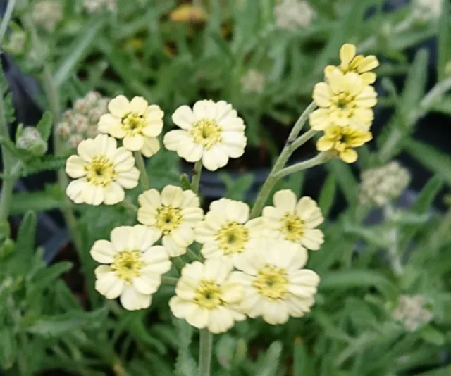 Passion Vivaces Achillea lewisii King Edward vivace tapissante