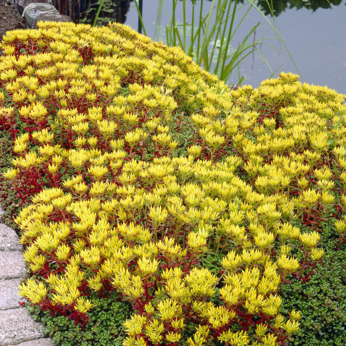 Bakker Plantes vivaces Sedum Oregon orpin pot 9cm jaune