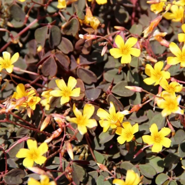 Bakker Plantes vivaces 3 Oxalis Burgundy Yellow jaune 3 pots