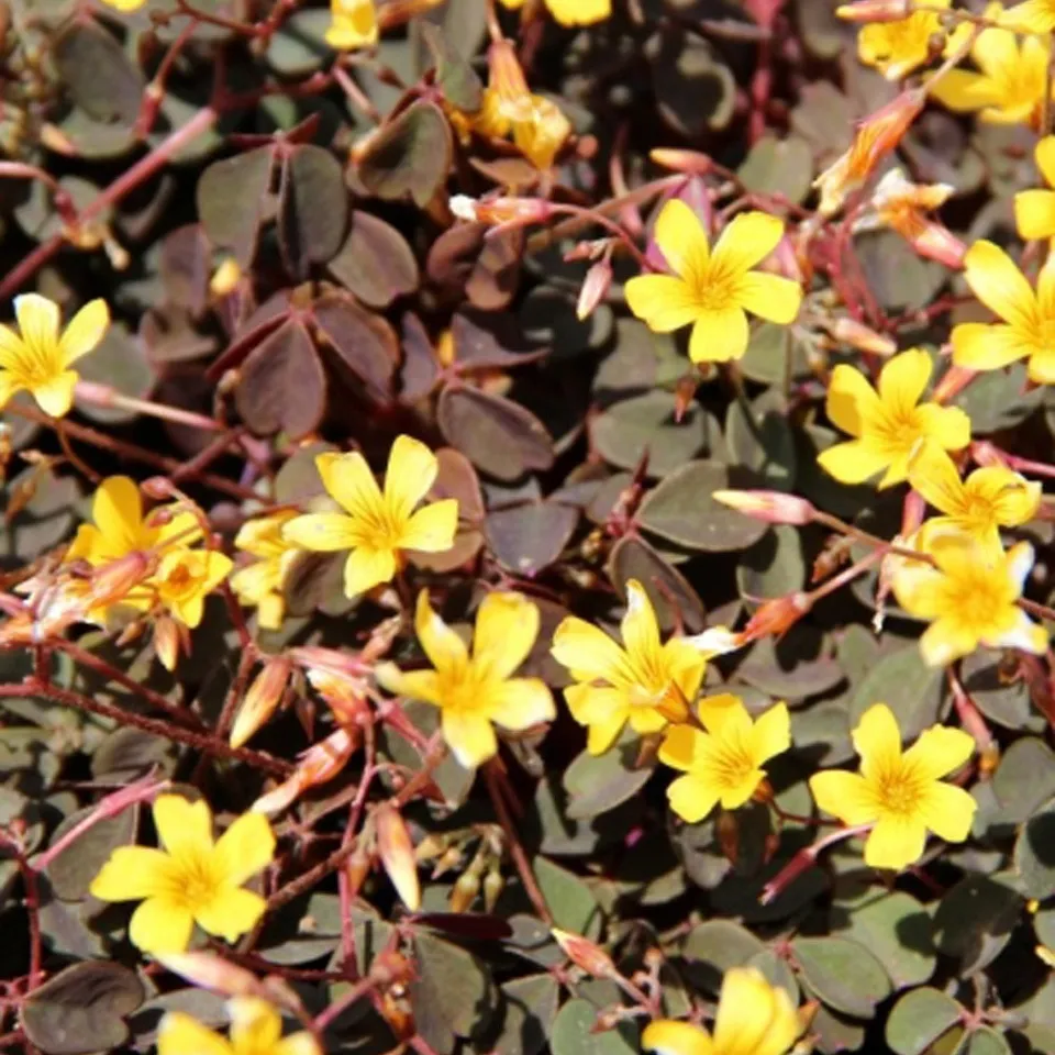Bakker Plantes vivaces 3 Oxalis Burgundy Yellow jaune 3 pots