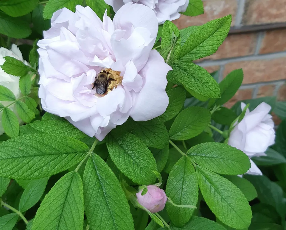 Pépinières Ripoche Rosa rugosa Alba rosier blanc