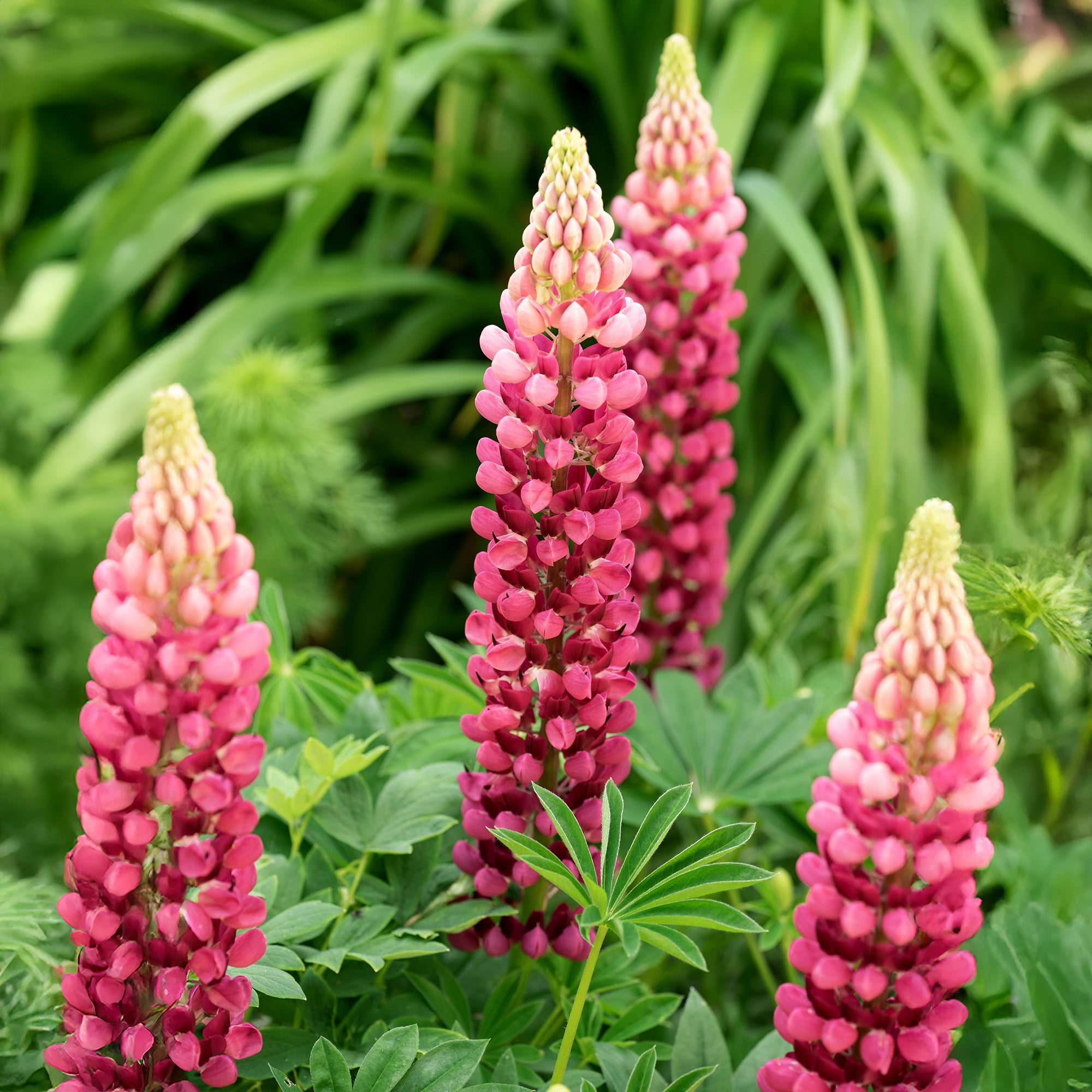 Bakker Lupin The Pages vivace pot Ø9cm fleurs rouges