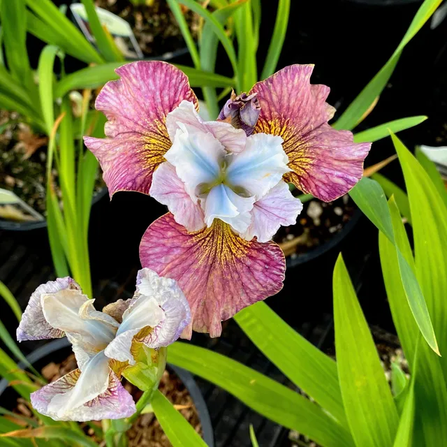Bakker Iris Sibérie Femmes peintes vivace 2 racines