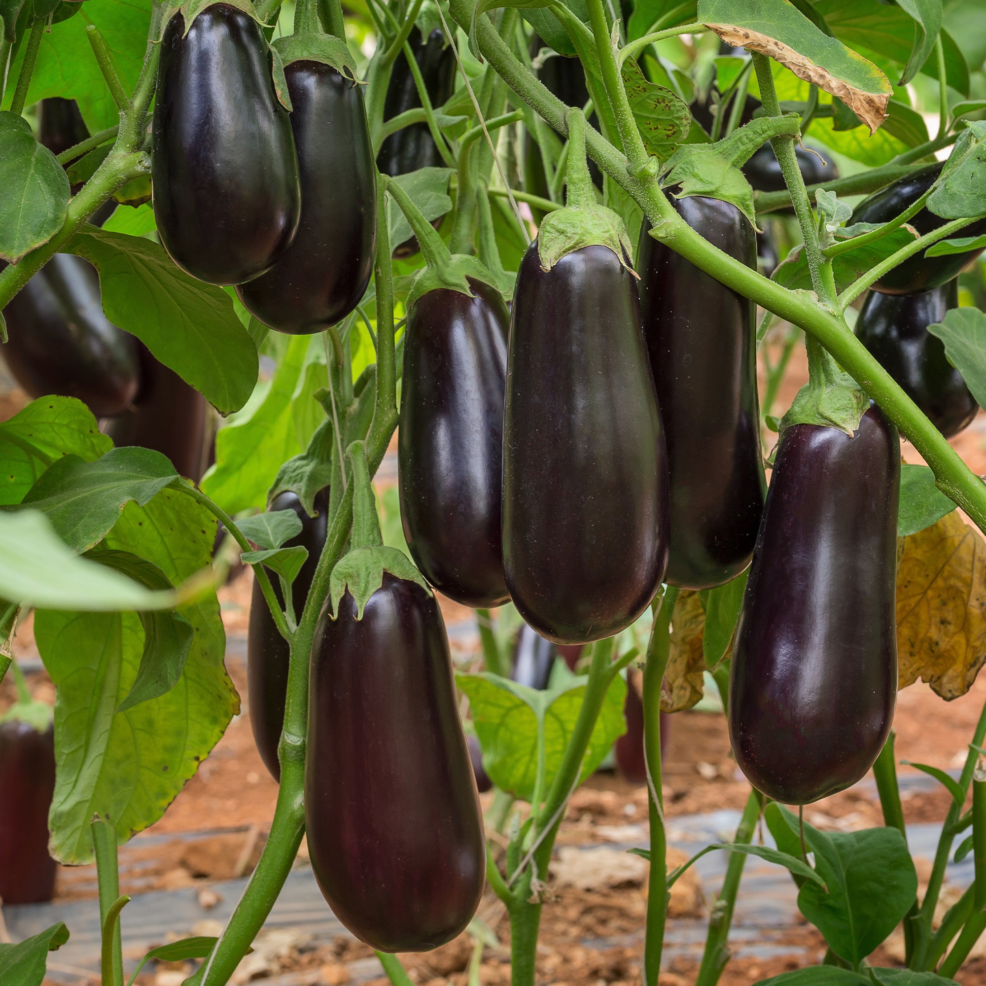 Bakker Aubergine Baluroi F1 plant 3x Ø10,5cm violet