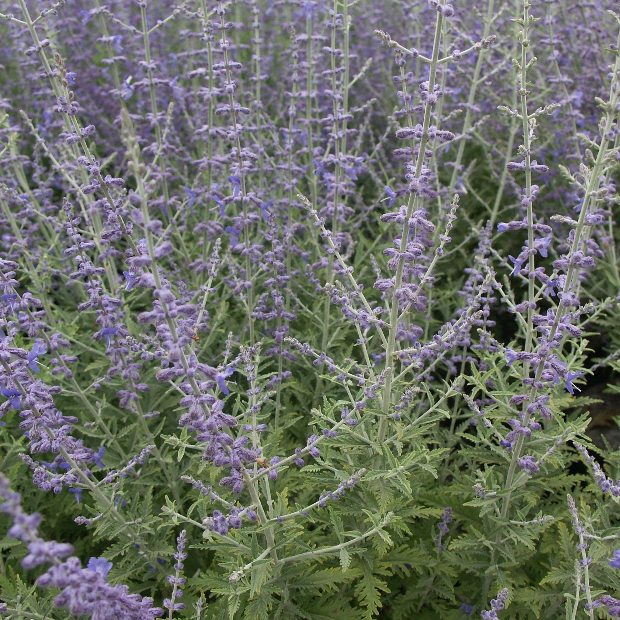 Bakker Blue Spire sauge Afghanistan pot 8cm bleue