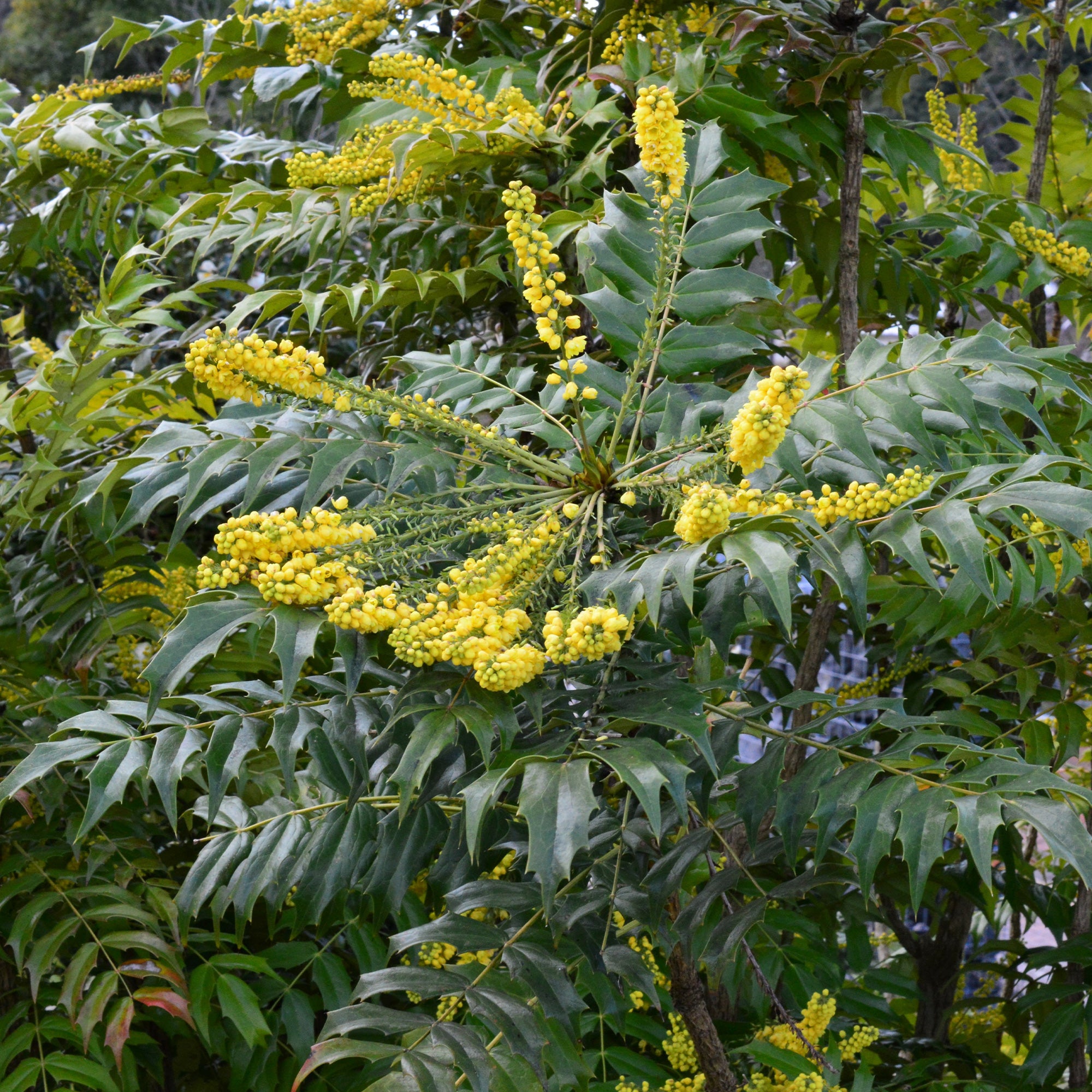 Bakker Plantes d'extérieur Mahonia Charity arbuste pot 3L floraison jaune